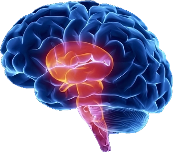 neocortex and brainstem